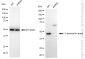 KD-Validated Anti-C-terminal Src kinase Rabbit Monoclonal Antibody